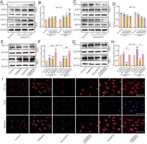 Effects of SIRT5 and/or BMP9 on the protein level of HIF-1α in MEFs.