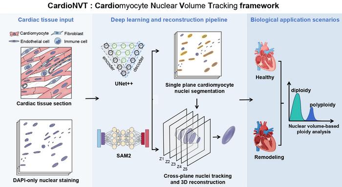 CardioNVT: a deep learning framework for cardiomyocyte nuclear volume tracking and ploidy Analysis.
