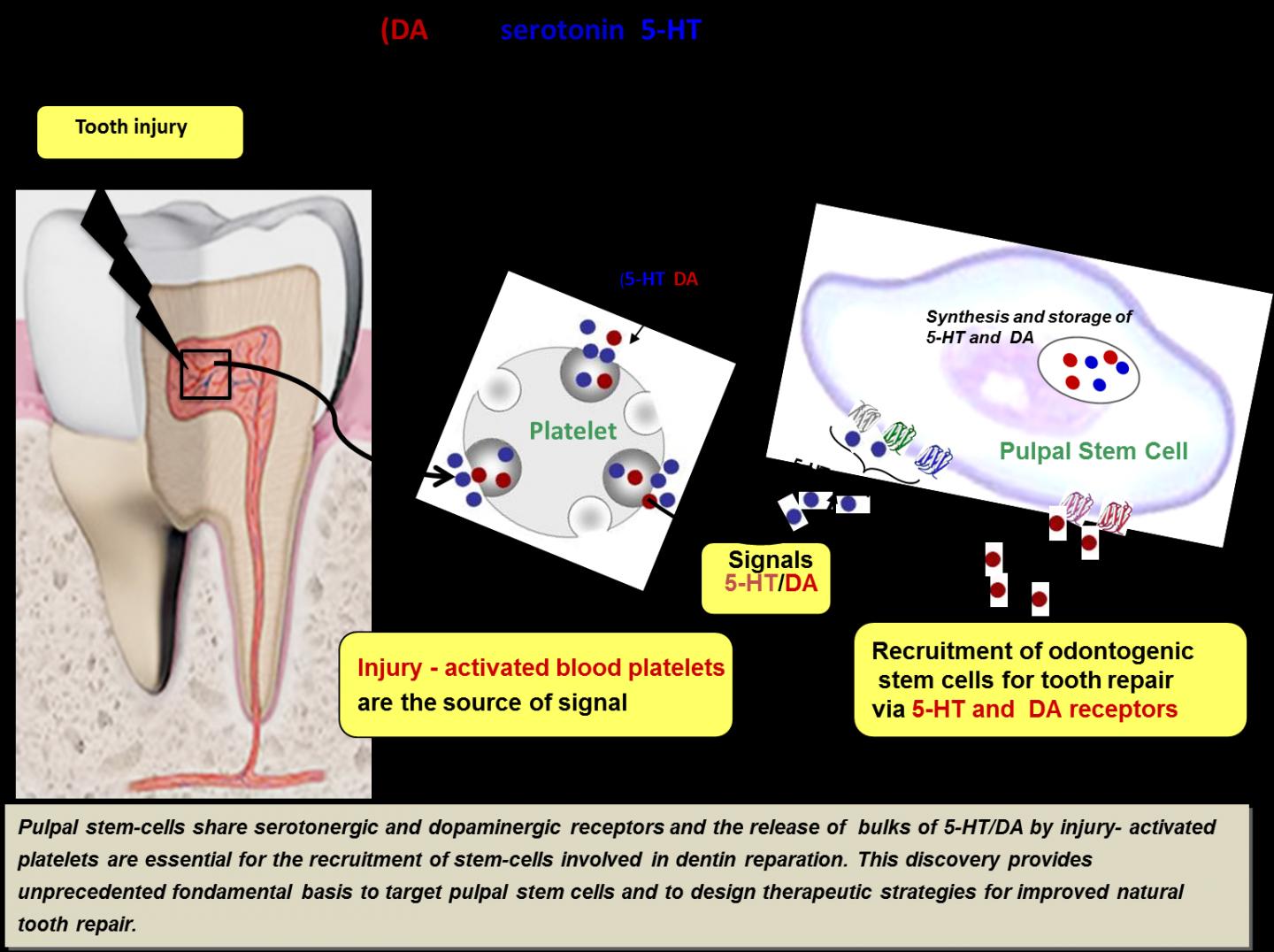 Tooth Repair Mecanisms