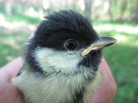Urban Great Tit Reared in Rural Environment
