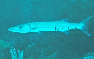 Barracuda
