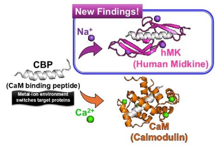 Metal-ion-dependent target switching by cahnodttlin-binding peptide (CBP)