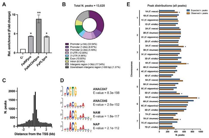Genome-wide identification of FaRIF binding sites through ChIP-seq.