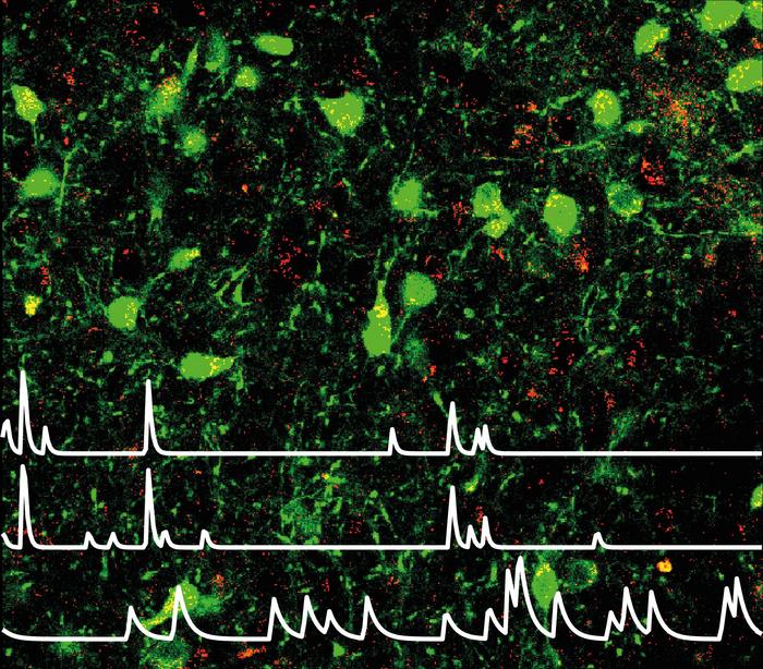 Brain circuit affecting anxiety and eating behaviour
