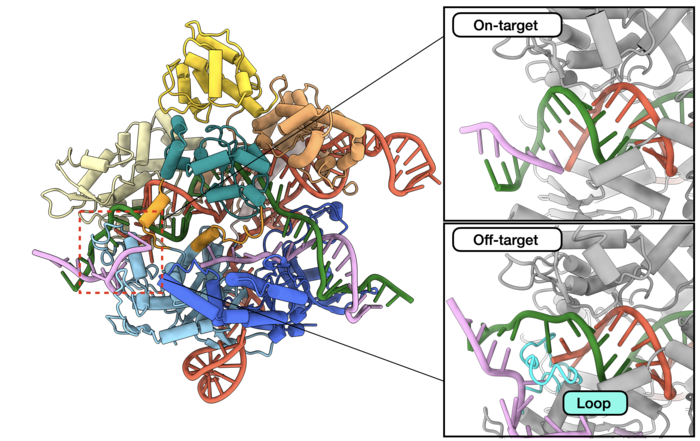 Matched and mismatched DNA