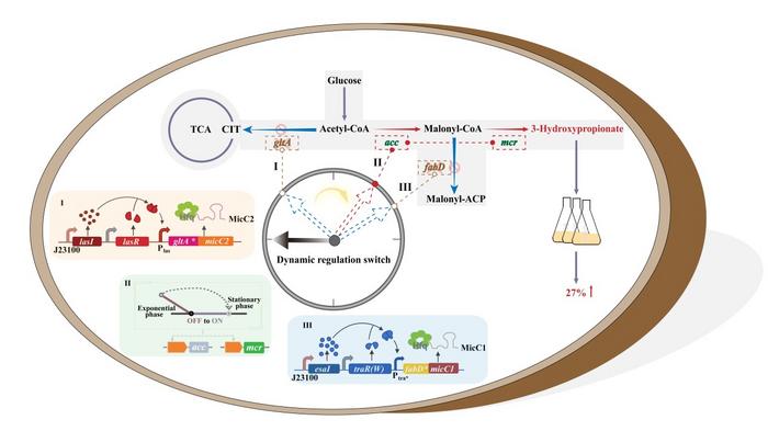 Schematic diagram of the 3-HP production pathway and the three-module self-induced regulation strategy