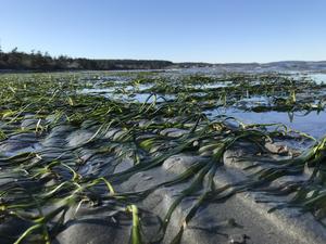 Intertidal eelgrass meadow