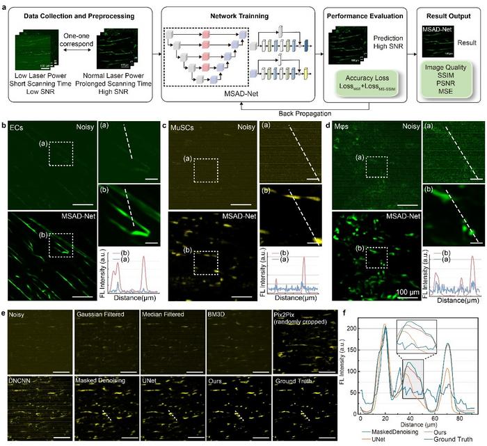 MSAD-Net Enables High-Fidelity Denoising of Low-Power 3PM Images of Muscle Stem Cells (MuSCs)