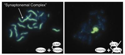 SUMO Enzyme