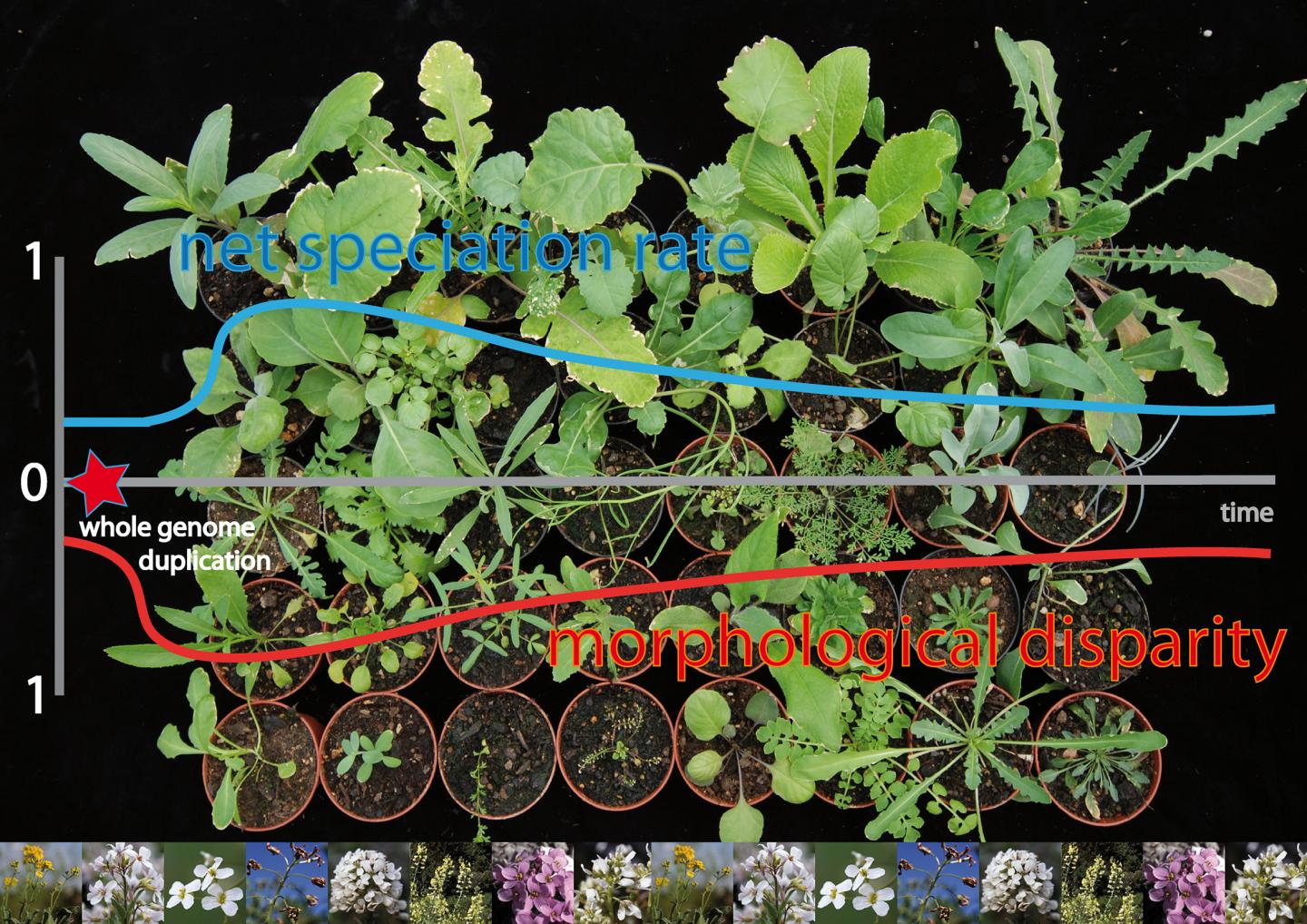 Genome Duplications as Evolutionary Adaptation Strategy