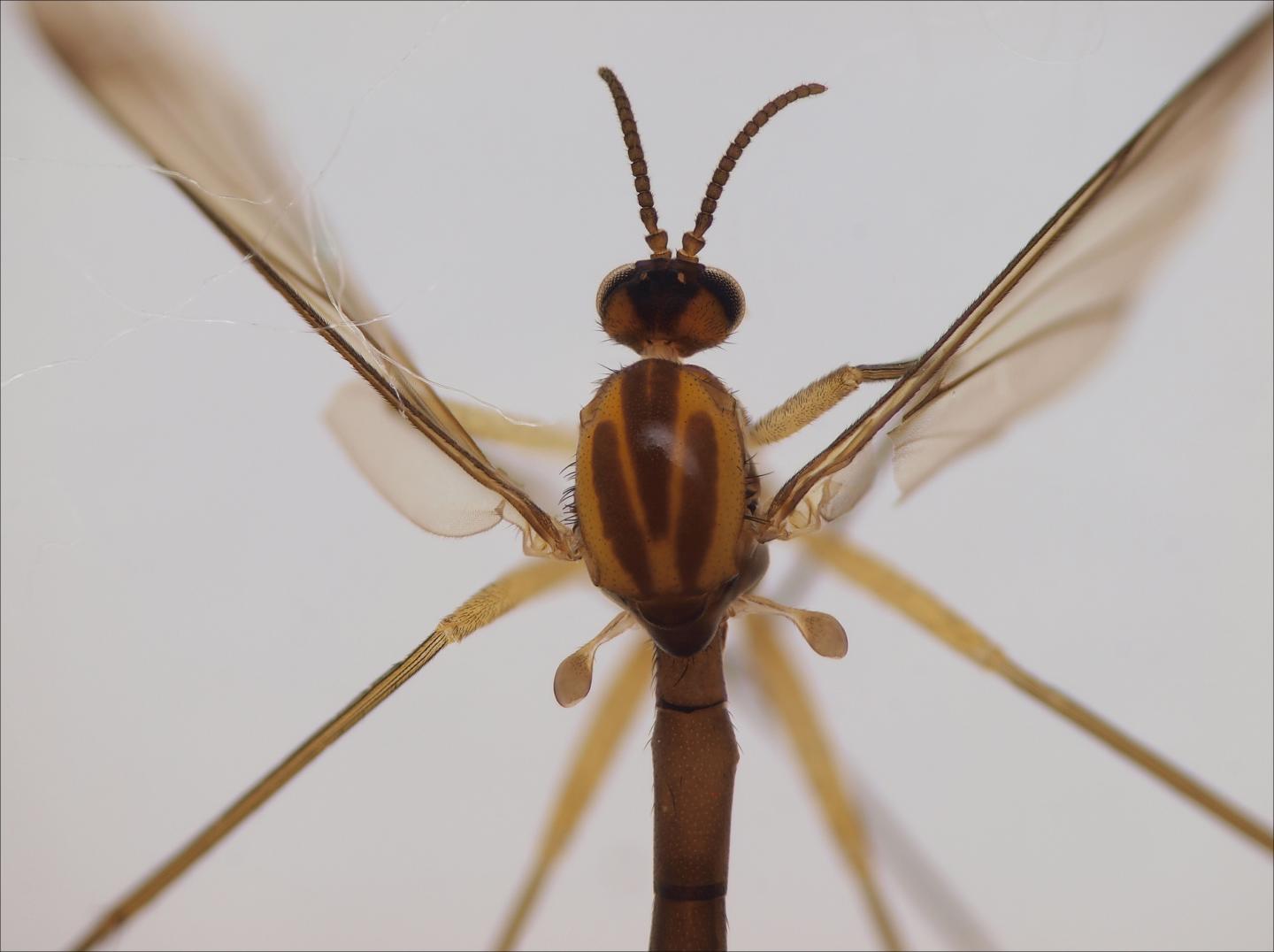 One of the Newly Discovered Fungus Gnat Species (1 of 2)