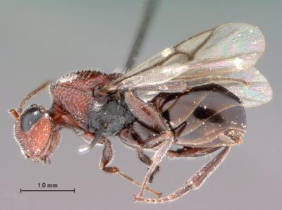 <i>Paramblynotus zohy</i>