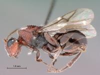 <i>Paramblynotus zohy</i>