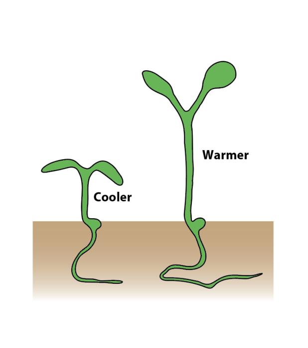 Science image seedlings warm versus cool