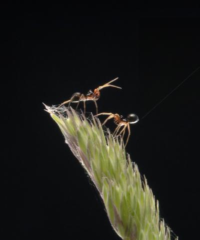 Two Spiders Ready to Balloon