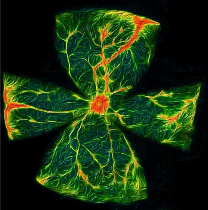 hypoglycemia - diabetic retinopathy release