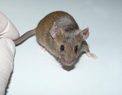 Mouse