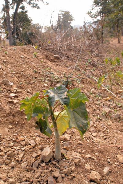 <i>Jatropha</i>