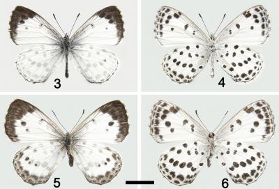 <i>Phengaris xiushani</i>