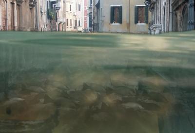 Venice Under Water