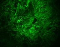 Salk - Sejnowski Lab - Microscopy Image