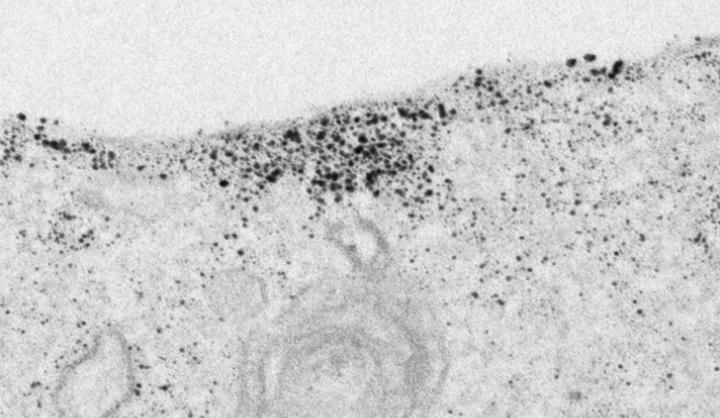 Tau on Cell Membrane