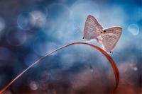 Double Butterflies
