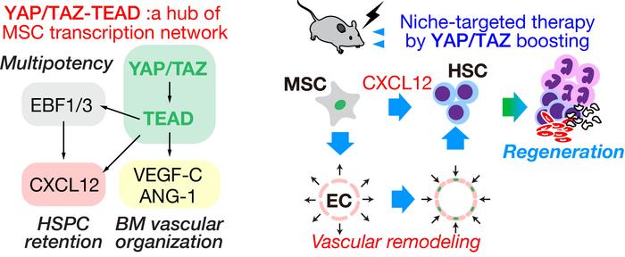 Role of YAP/TAZ in the bone marrow (BM) niche and its activation for hematopoietic regeneration