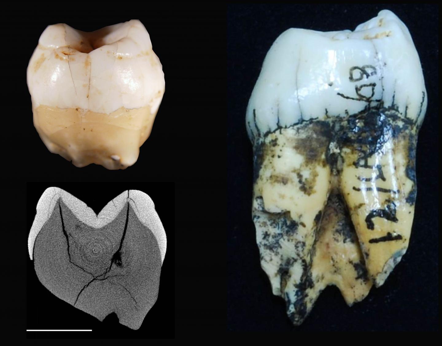 Arrival of Modern Humans in Southeast Asia Questioned