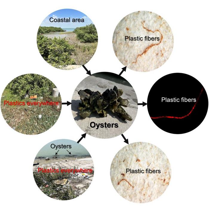 Histochemical alteration, protein nitration, and antioxidant expression in oysters as early warning indicators for microplastic contamination in the Texas Gulf Coast