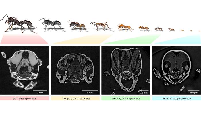 Sample images of worker ants of different sizes at various magnifications: 3D models (top) and section views of the heads of four ants (bottom). (Illustration: Thomas van de Kamp, KIT)