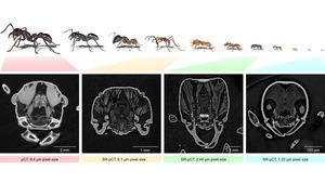 Sample images of worker ants of different sizes at various magnifications: 3D models (top) and section views of the heads of four ants (bottom). (Illustration: Thomas van de Kamp, KIT)