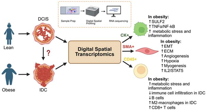 Spatially Resolved Obesity-Driven Molecular Changes in Early Breast Cancer