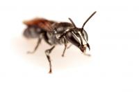 Rare native Australian bee