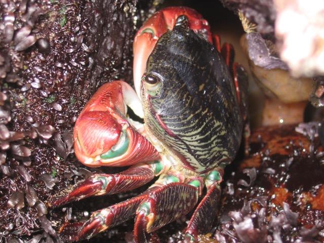Lined Shore Crab