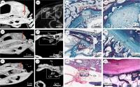 Figure 3: Micro-Computed Tomography and Histology of the Non-Synovial Otic Joint