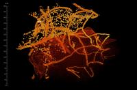 Three-Dimensional Reconstruction