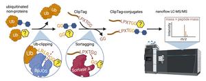 Glycogen_NoPro Workflow