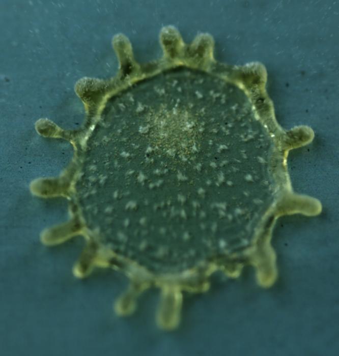 Liquid marble impact on a hydrophobic surface