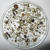 Environmental DNA Uncovers Biodiversity in Rivers (2 of 2)
