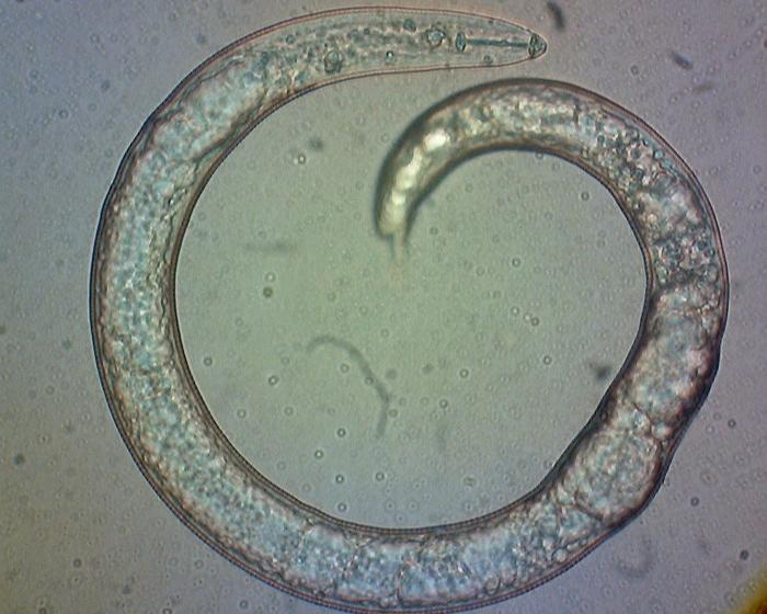 PlantMicro 2