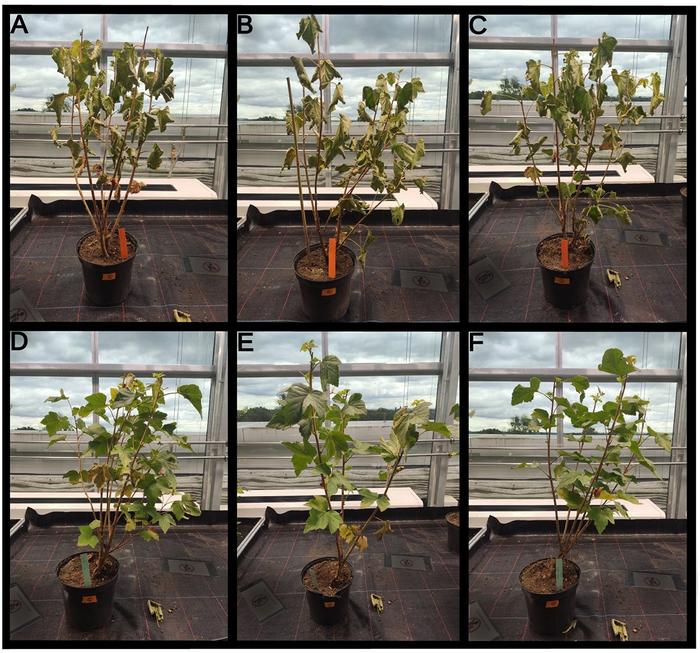 Drought stress treatment of R. nigrum cv Rosenthals Langtraubige plants.