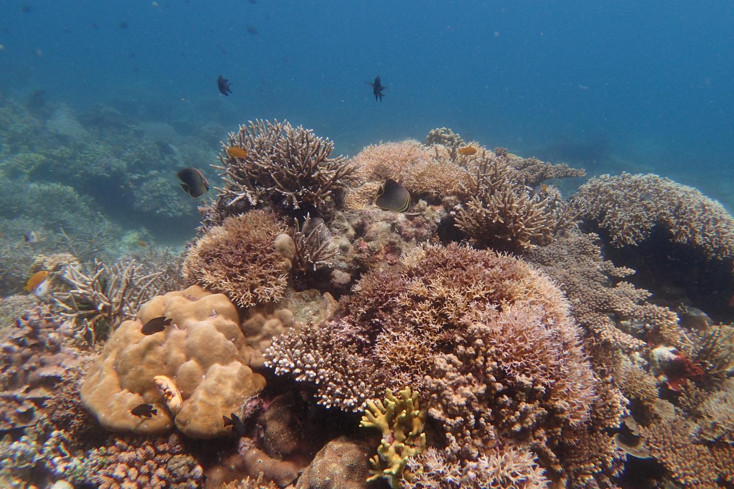 Coral Reef