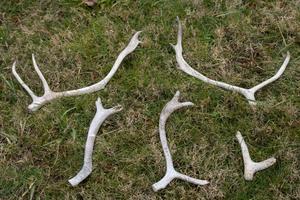 ANTLERS
