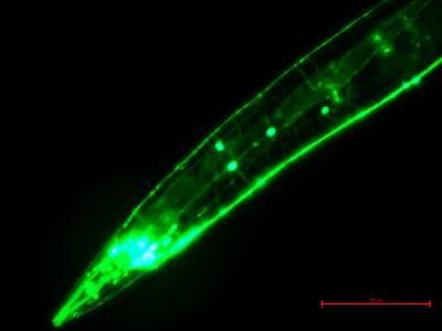 Nematode Worm