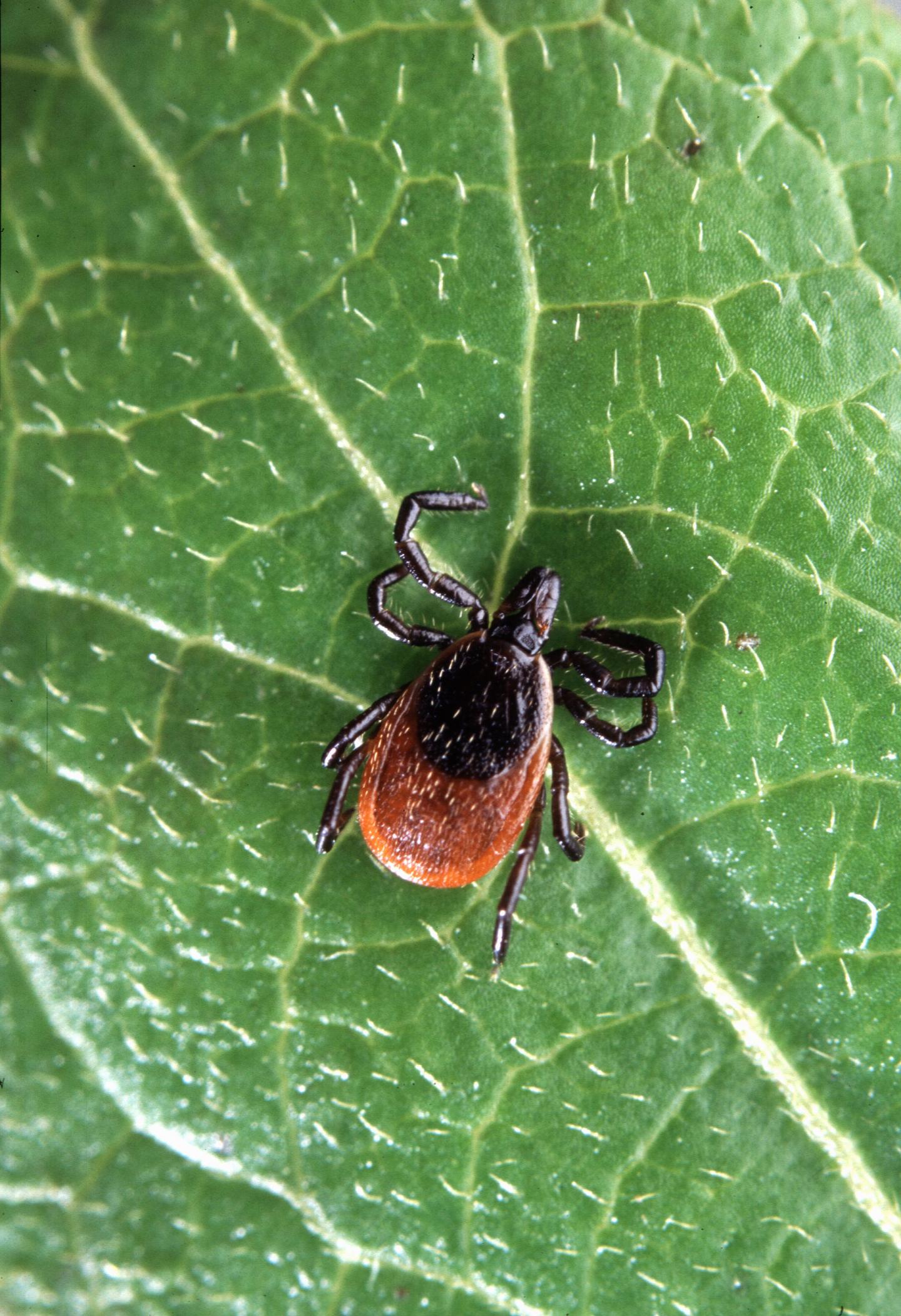 Black-legged tick