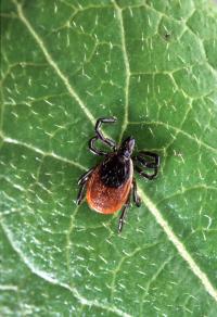 Black-legged tick