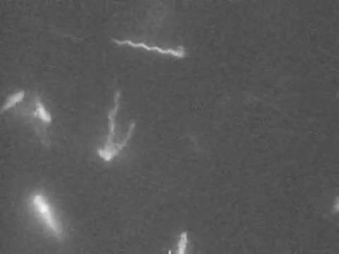 Flagellar Motion