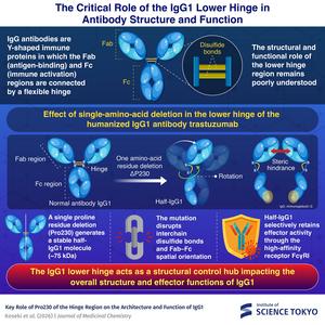 Antibody transformation through single-amino-acid deletion