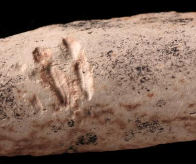 Tooth Marks Close-up